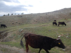 Cattle