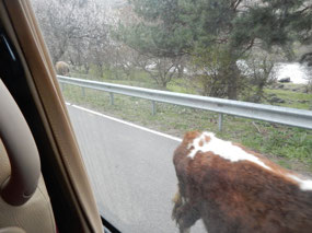 Cow