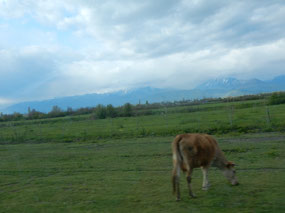 Cattle