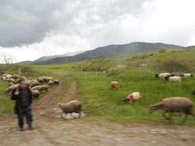 Cattle