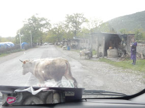 Cow
