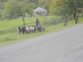 Herder