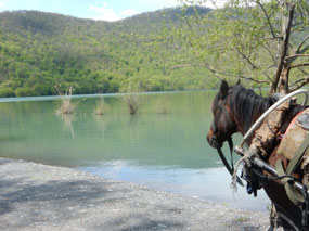Horse