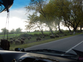 Sheep