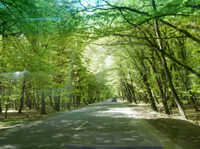 Trees