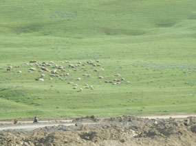 Sheep