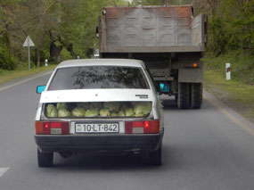 Back Trunk