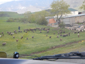 Cattle