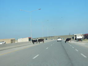 Cows