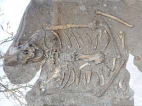 Remains