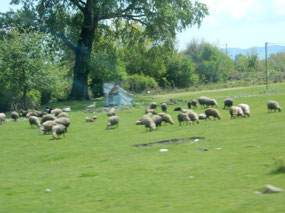Sheep