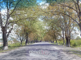 Trees