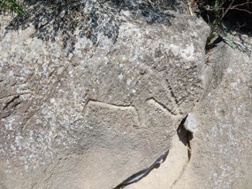 Boar