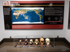 Skulls