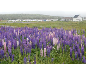 Lupines