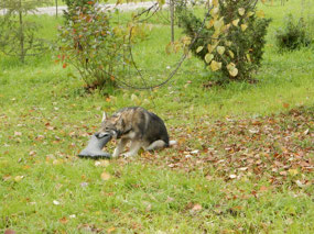 Remains of Last Guest