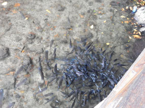Fish