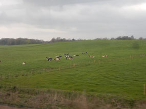 Farm Animals