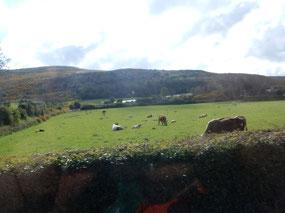 Farm