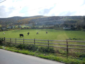Grazing