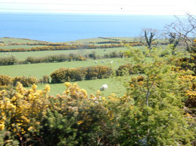 Fields
