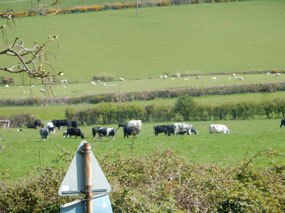 Passing Cattle
