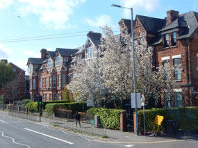 Spring Blossom