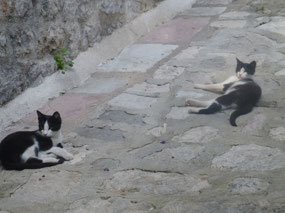 Cats