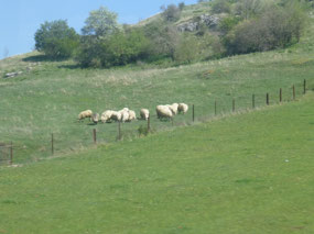 Sheep