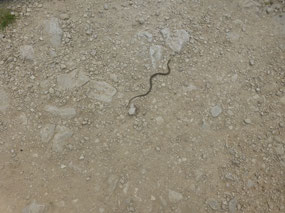 Snake
