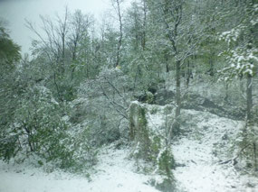 Snowy Trees