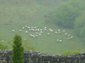 Sheep