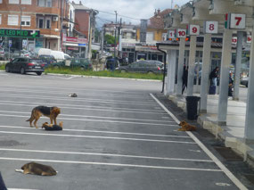 Stray Dogs