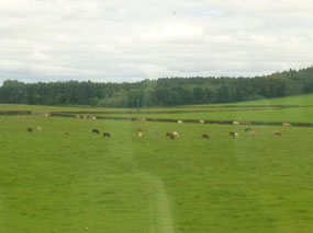Cattle