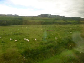 Sheep