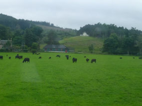 Cattle Grazine