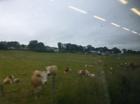 Cattle
