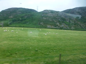 Field