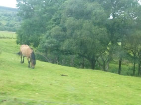 Horse Grazing