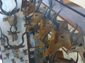 Antlers