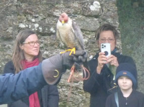 Falcon