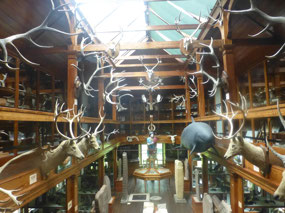 Antlers