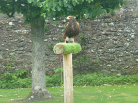Perched