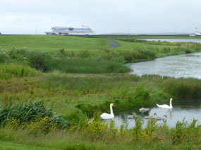 Swans