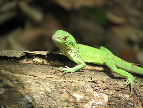 Cute lizard