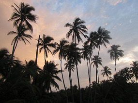Palm trees with the lush sky