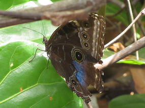 The blue butterfly with closed wings :-(