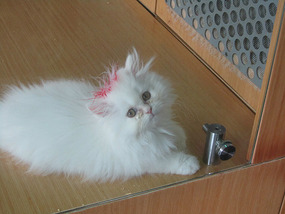 Cute kitten