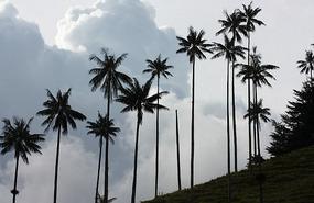 Valle de Cocora wax palms