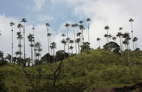 Wax palm trees